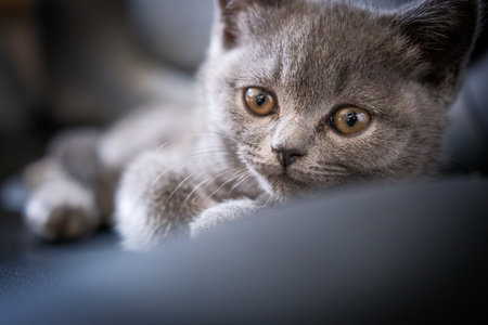 A portrait of a very young british shorthair catの写真素材
