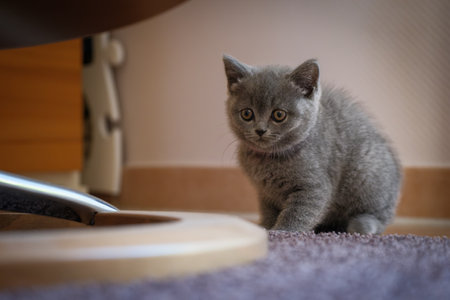 A portrait of a very young british shorthair catの写真素材
