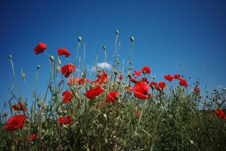 bright red poppies with a blue sky in the backgroundの写真素材