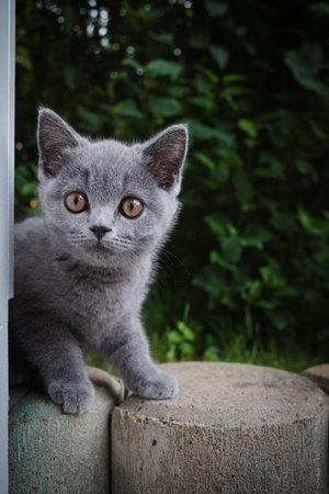 A portrait of a cute little British Shorthair catの写真素材