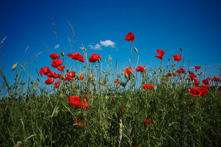 bright red poppies with a blue sky in the backgroundの写真素材