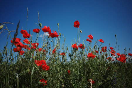 bright red poppies with a blue sky in the backgroundの写真素材