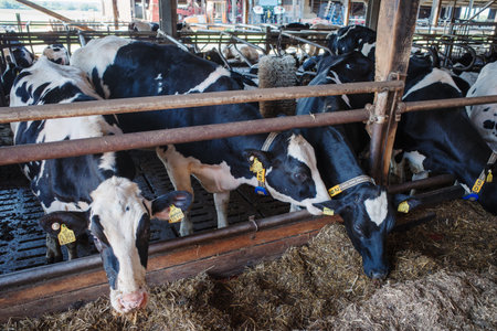 black and white cattle stand in the barn for feedingの写真素材