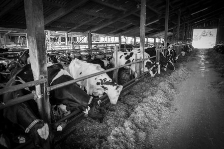 black and white cattle stand in the barn for feedingの写真素材