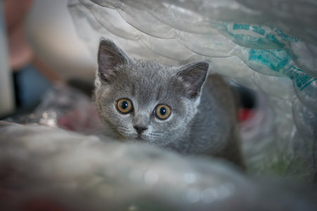 Portrait of a british shorthair catの写真素材