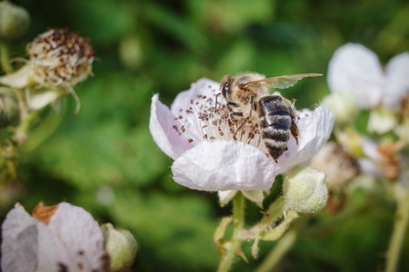 A bee collects nectar on a flowerの写真素材