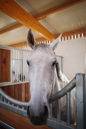 A portrait of a horse standing in a boxの写真素材