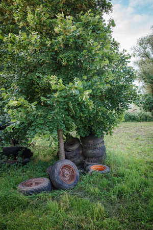 old tires were disposed of under a tree in the gardenの写真素材