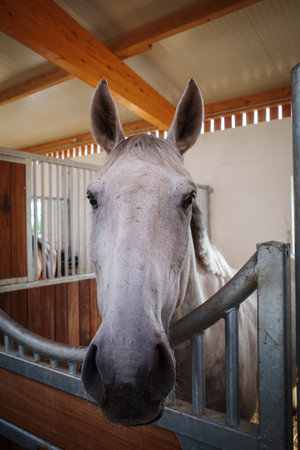 A portrait of a horse standing in a boxの写真素材