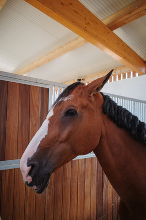 A portrait of a horse standing in a boxの写真素材