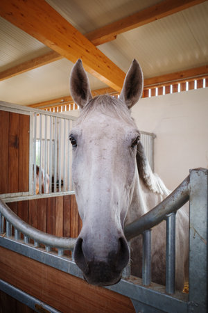 A portrait of a horse standing in a boxの写真素材