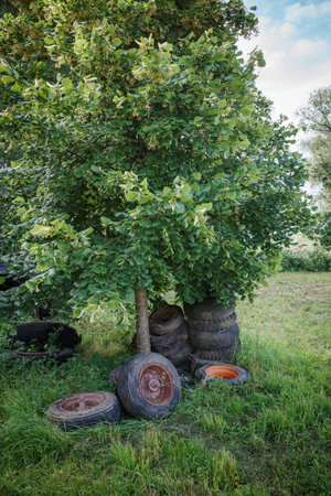 old tires were disposed of under a tree in the gardenの写真素材