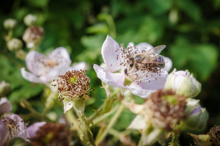 A bee collects nectar on a flowerの写真素材