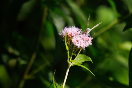 Close-up of a delicate white butterfly perched on a pink wildflower in a lush green forest, captured...