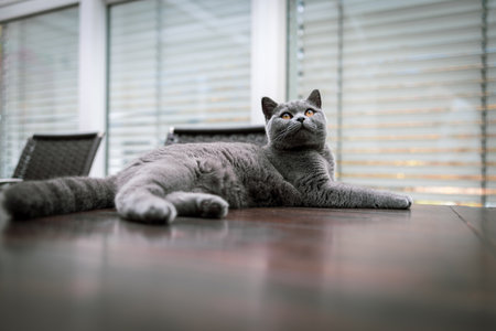 A beautiful gray British Shorthair cat lying relaxed on a wooden table indoors. The cat has striking yellow eyes and a plush, soft coat, giving an elegant and calm appearance. The background shows modern blinds and chairs, creating a cozy home environment. Perfect image for illustrating pet care, cat breeds, domestic animals, and home interior scenes.の写真素材