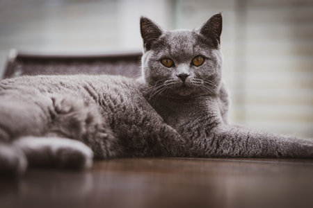 A beautiful gray British Shorthair cat lying relaxed on a wooden table indoors. The cat has striking yellow eyes and a plush, soft coat, giving an elegant and calm appearance. The background shows modern blinds and chairs, creating a cozy home environment. Perfect image for illustrating pet care, cat breeds, domestic animals, and home interior scenes.の写真素材