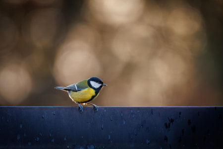 A close-up photograph of a great tit (Parus major) perched on a metal railing with a beautifully blurred, warm-toned bokeh background. The small songbird displays its distinctive yellow belly, black head, and white cheek patches. The soft light and shallow depth of field create a peaceful, natural atmosphereâperfect for illustrating wildlife, birdwatching, nature photography, and European garden birds.の写真素材