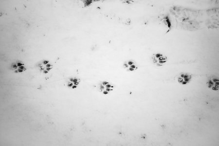 Animal paw prints in fresh white snow captured in a minimalist winter scene. The dark footprints contrast beautifully with the bright snow, symbolizing wilderness, exploration, and nature. This atmospheric image evokes the quiet beauty of a snowy day and is perfect for illustrating winter, wildlife tracking, outdoor adventure, and seasonal nature themesの写真素材