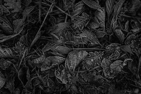 Atmospheric nature photography showing frost-covered fallen leaves and grass on the forest floor...