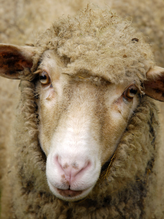 Sheep portraitの写真素材