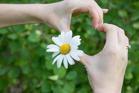 Female hands and chamomile. Woman holding a daisy. Manicure.の写真素材