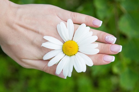 Female hands and chamomile. Woman holding a daisy. Manicure.の写真素材