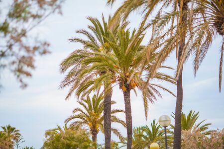 Palm trees and blue sky Summer