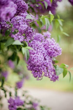 Close-up blooming lilac.の写真素材