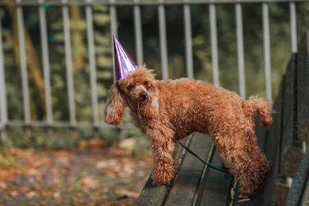 A beautiful young dark-haired woman walks in the park and A cute apricot poodle dog celebrates his birthday outdoors with a cake, candle and hat. Party. Fall.の写真素材