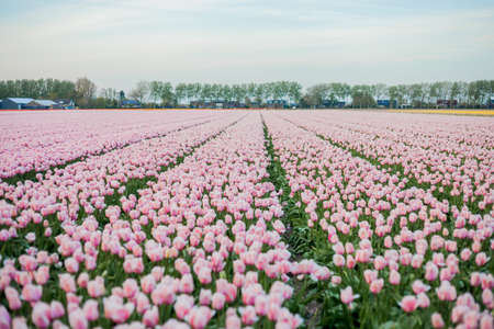 Fields of pink Dutch tulips at sunset. village. Europe. blooming tulips. Spring.の写真素材