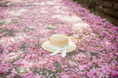 Beautiful straw hat with white ribbon lies in the park on blooming pink sakura. Spring.の写真素材