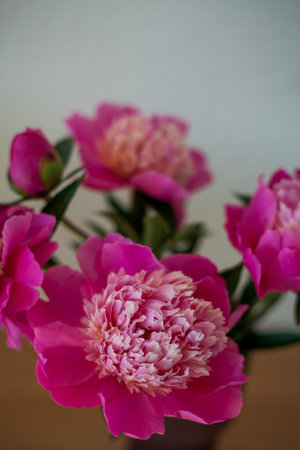 Bouquet of peonies in glass pink vase on wooden table.の写真素材