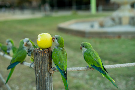 Green parrots eat sitting on fence. beautiful colored birds. Summer.