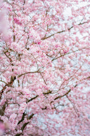 Trees with pink flowers. Beautiful spring background.