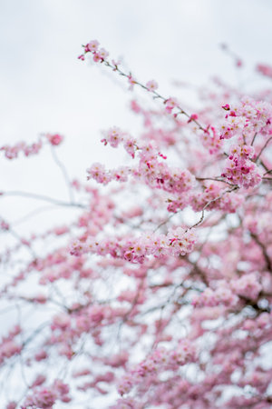 Trees with pink flowers. Beautiful spring background.の写真素材