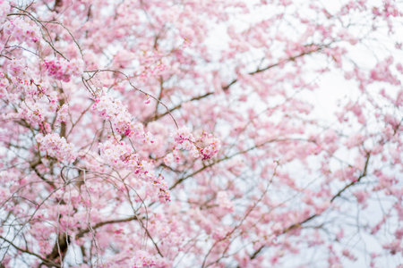 Sakura blossom park in European city. Trees with pink flowers. Beautiful spring background.の写真素材
