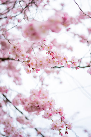 Trees with pink flowers. Beautiful spring background.