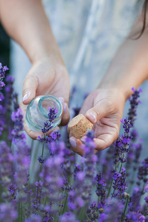 Young beautiful woman with long dark hair in a hat picking lavender flowers in a field. Holds a jar of essential oil in her hands.の写真素材