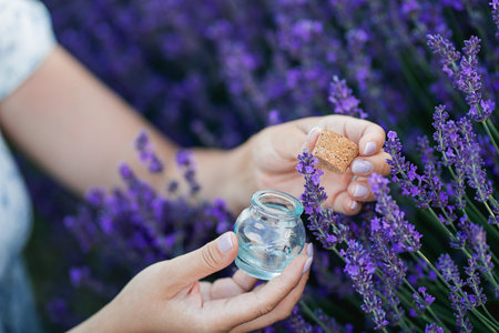 Young beautiful woman with long dark hair in a hat picking lavender flowers in a field. Holds a jar of essential oil in her hands.の写真素材