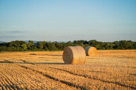 Field with hay bales at sunset. Summer harvest landscape.