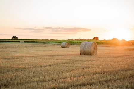 Field with hay bales at sunset. Summer harvest landscape.