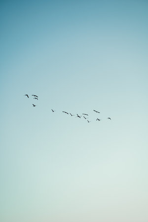 Birds flying in the sky. Sunset view. Summer.