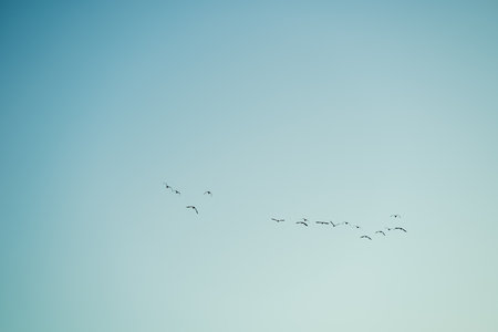 Birds flying in the sky. Sunset view. Summer.