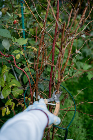 Closeup of hands in gloves cutting old dry branches with pruners in the orchard. Preparing plants...