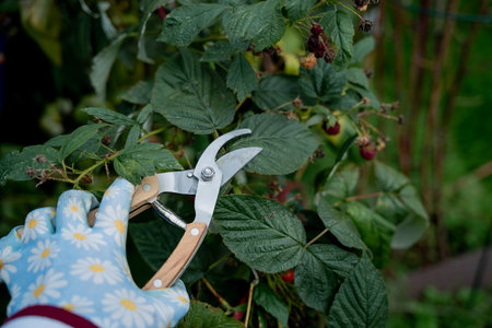 Closeup of hands in gloves cutting old dry branches with pruners in the orchard. Preparing plants for winter. Autumn season.の写真素材