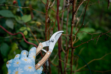 Closeup of hands in gloves cutting old dry branches with pruners in the orchard. Preparing plants for winter. Autumn season.の写真素材