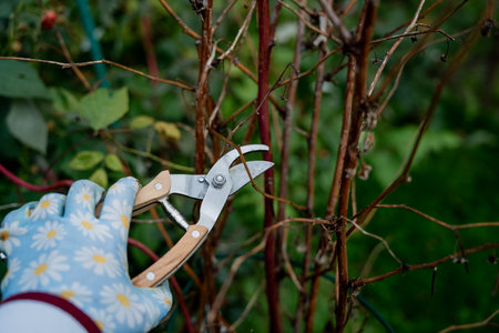 Closeup of hands in gloves cutting old dry branches with pruners in the orchard. Preparing plants for winter. Autumn season.の写真素材