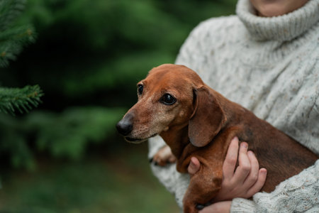 Happy 10 year old boy choosing a Christmas tree at the market with his little dog. holidays.の写真素材