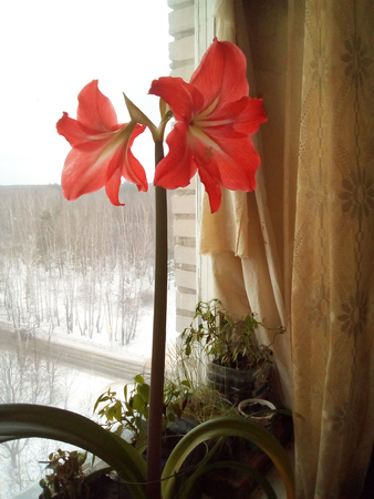 3d illustration vegetation at a window with bright paintsの写真素材