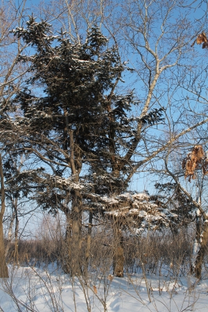 A fir-tree in the winter timeの写真素材